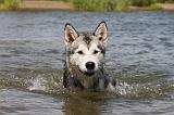 ALASKAN MALAMUTE 655
